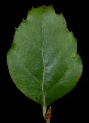 Image: P.B. Heenan © Landcare Research 2014 